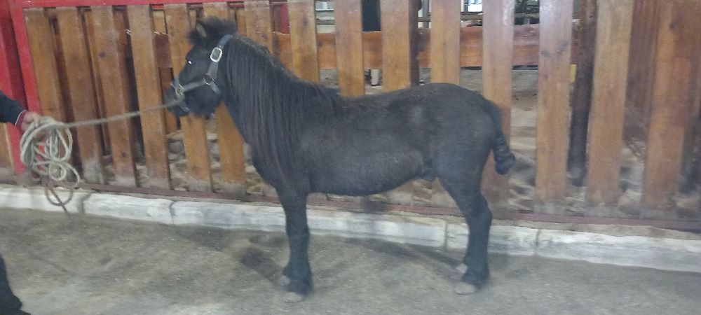 Ponei Preto bem engatado e bem montado  mansinho