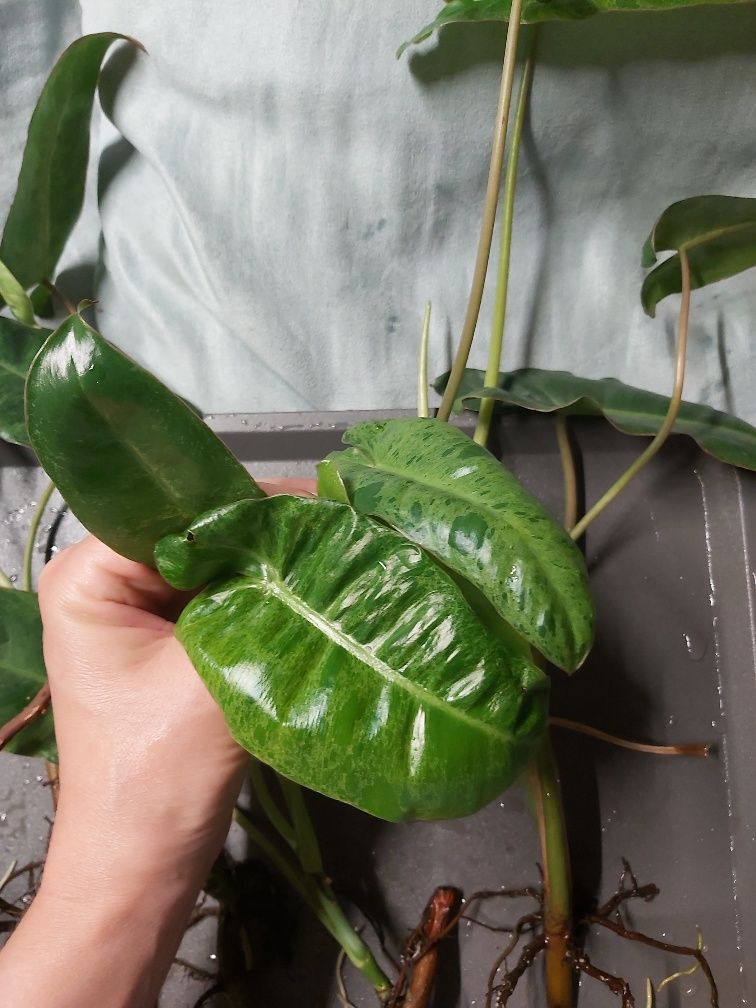 Zestaw sadzonek Philodendron Paraiso Verde