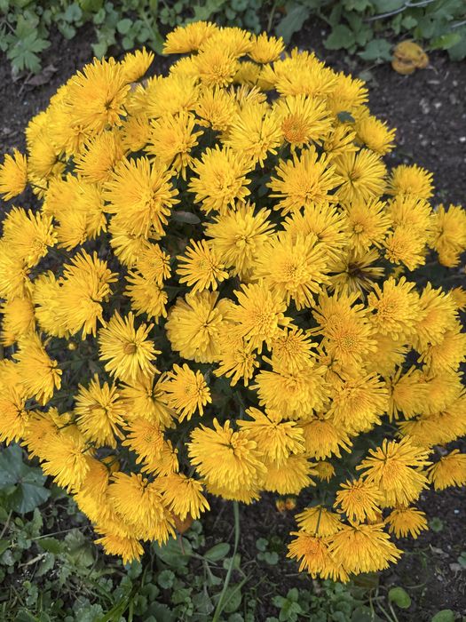 Хризантема мультифлора