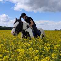 Wysoka, śliczna klacz Tinker/Irish Cob