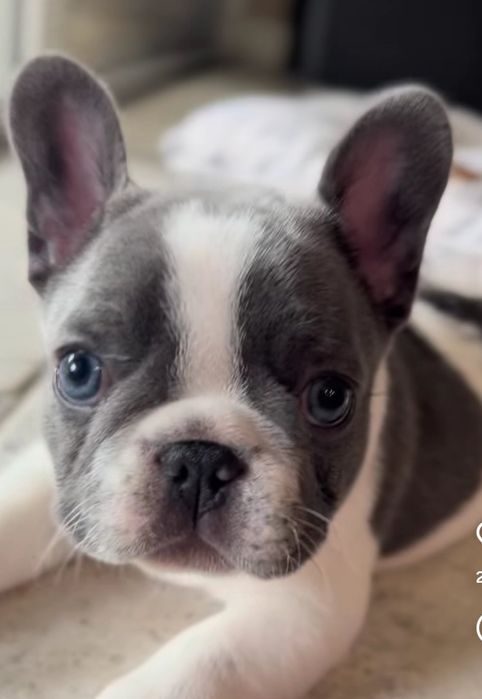 Найкращій малиш блакитний