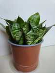 Planta Espada de São Jorge em Vaso Plástico 12 cm