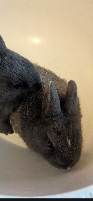 Oddam samiczke króliczka miniaturkę