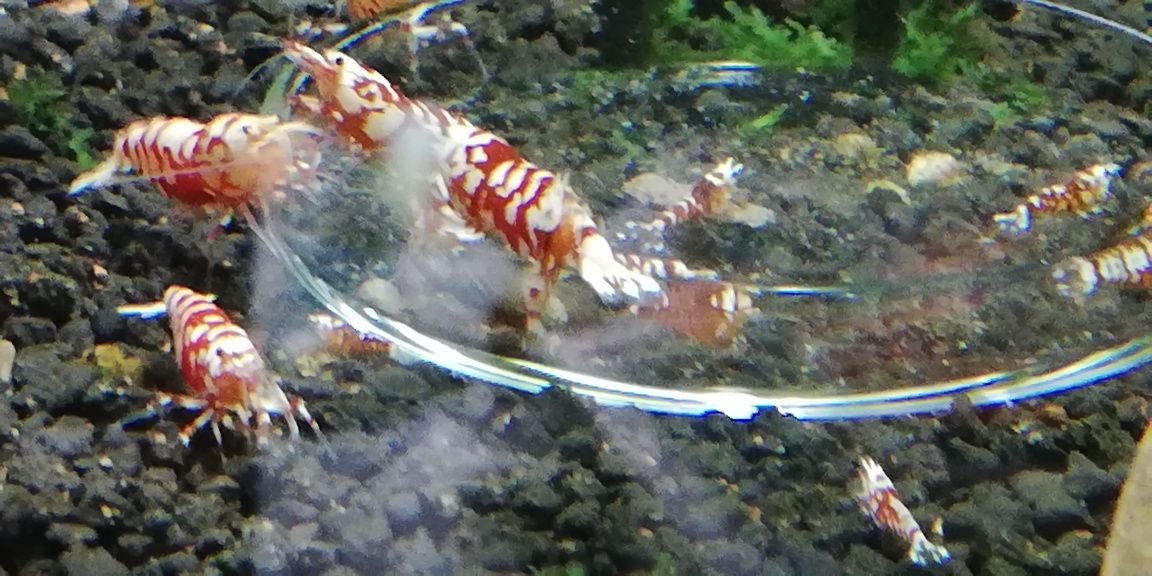 Krewetki Fancy Tiger Red