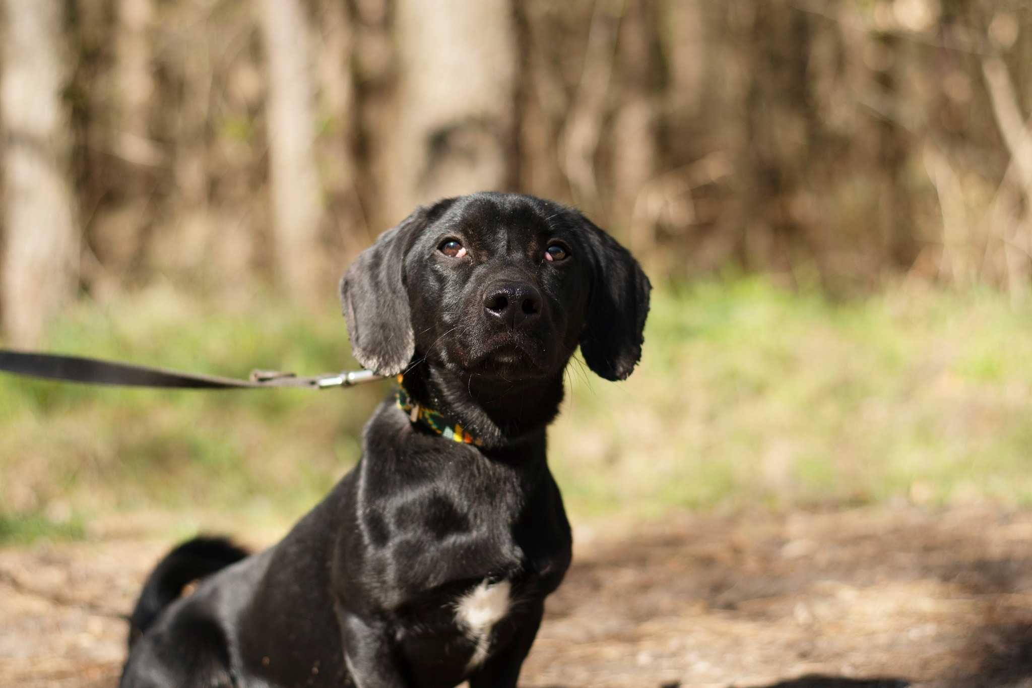 Snoopy - czarny jamnikowaty cudak do adopcji