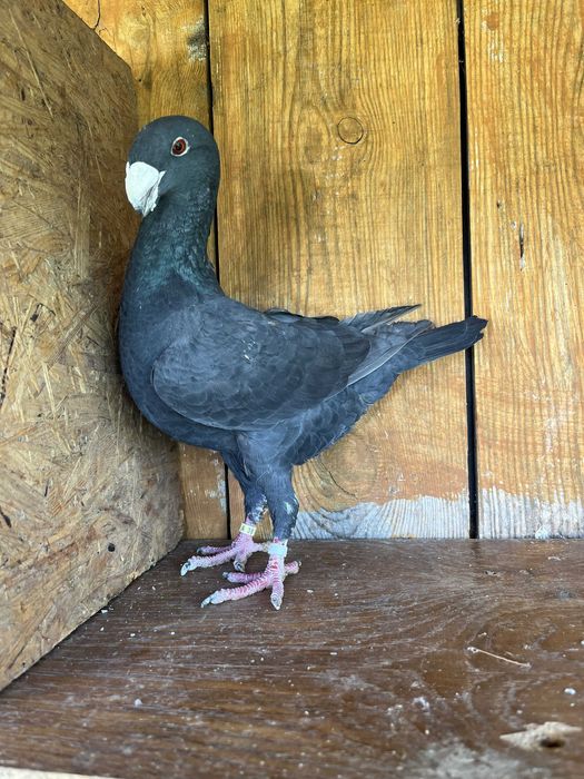 Gołębie niemiecki wystawowy samica 2023