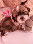 Shih tzu (suczka)