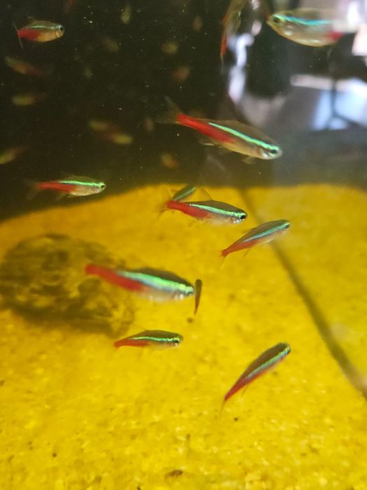 Neon innesa neonki ryby akwariowe