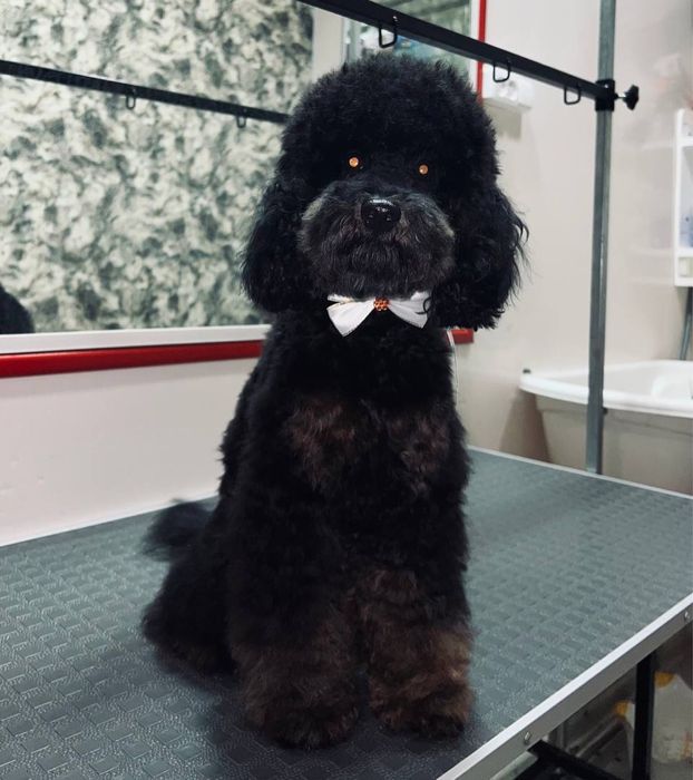 Грумер запоріжжя