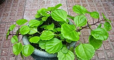 Planta "Plectranthus verticillatus" - Vários tamanhos a partir de 8€