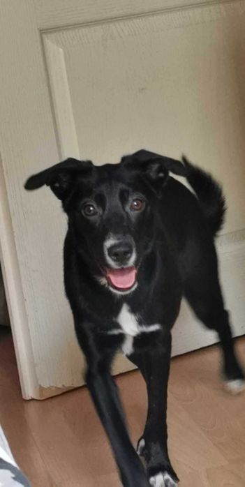 Zagineła czarna suczka - bardzo tęsknimy :(