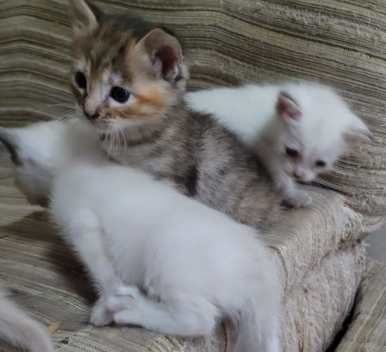 Gatinhos para adopção