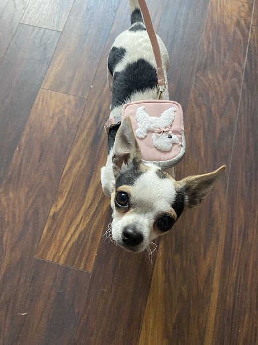 Nowe szelki z plecaczkiem dla pieska lub kota.