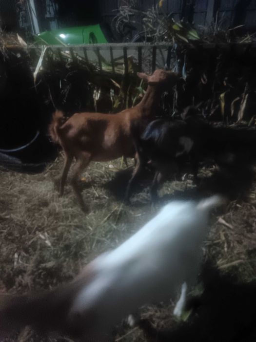 Cabras prenhas novas parto duplo
