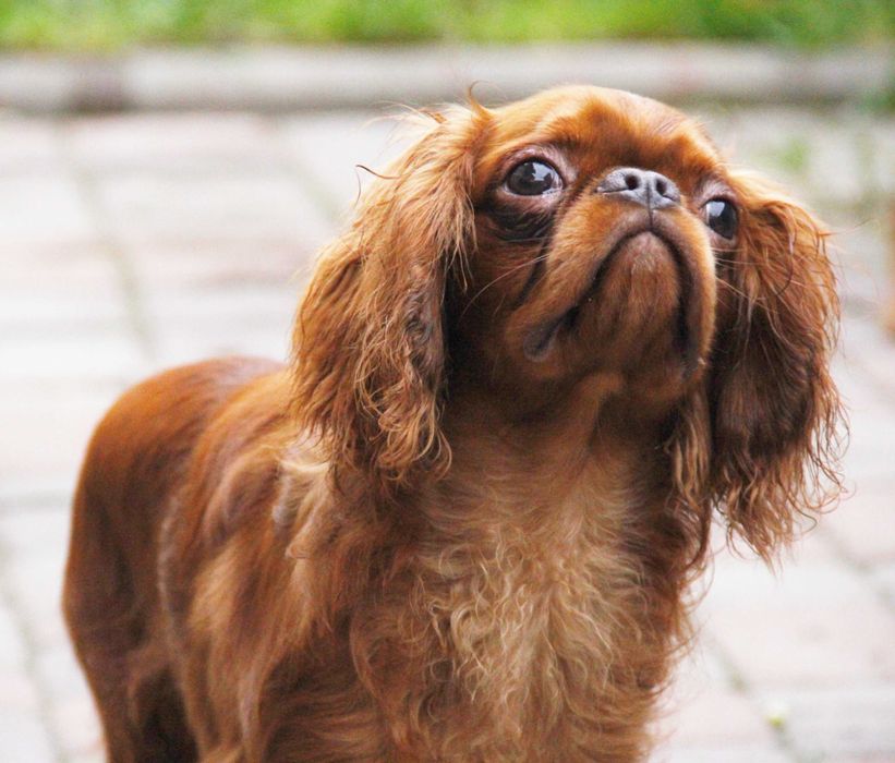 Ruby chłopiec King Charles Spaniel