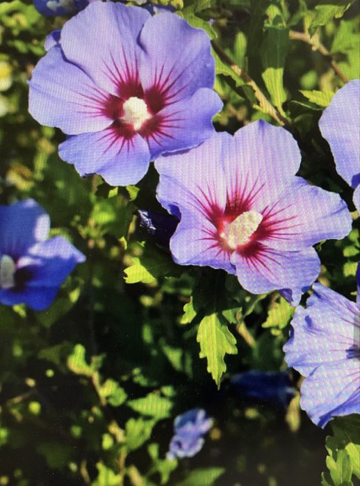 Гибискус древовидный и Почвопокровники 3 вида