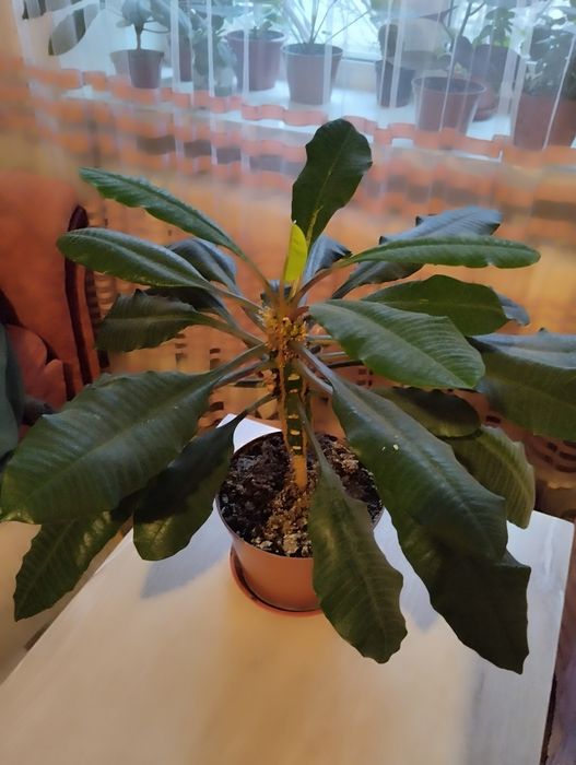 Молочай гранд велика і маленька