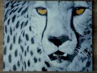 Plakat foto gepard monochrom 40x50