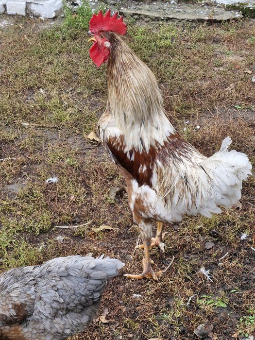 Півень.   Півні.