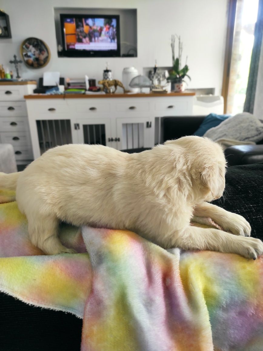Excelente , Golden Retrivier de extrema qualidade,.