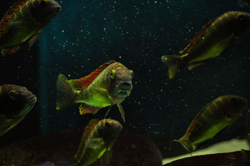 So 25 disponíveis Ciclideos africanos Tropheus kasanga (red rainbow)