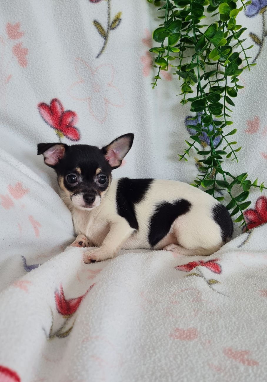 Estupenda bonequinha mini Chihuahua/Chiuaua. LinhagemRussa. Qualidade