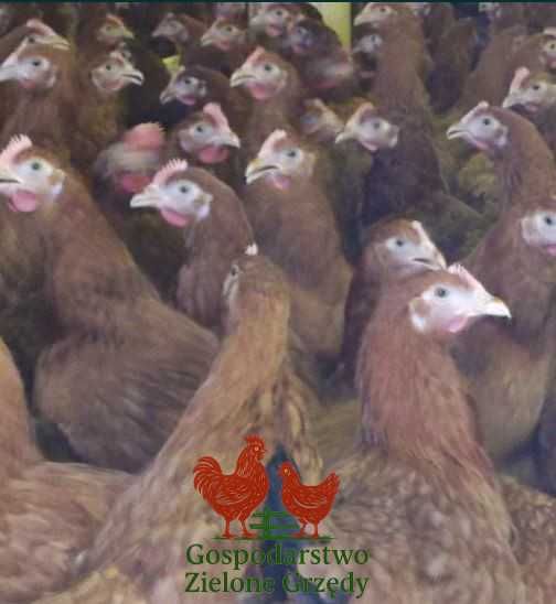 Kury nioski młode Rosa Leghorn Dominant Lohman Greenshel