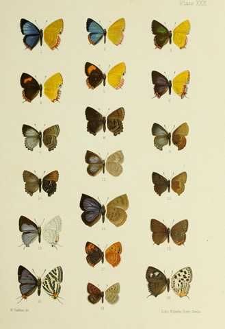 Motyle  piękne XIX w. grafiki - reprint do aranżacji wnętrza