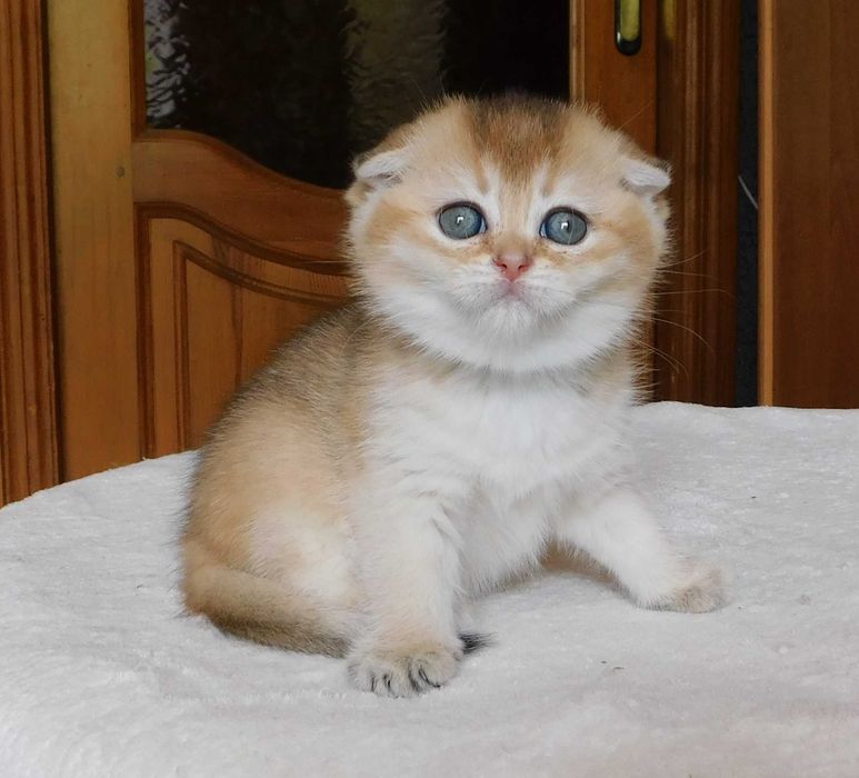 Шотландська висловуха зеленоока дівчинка Сінді