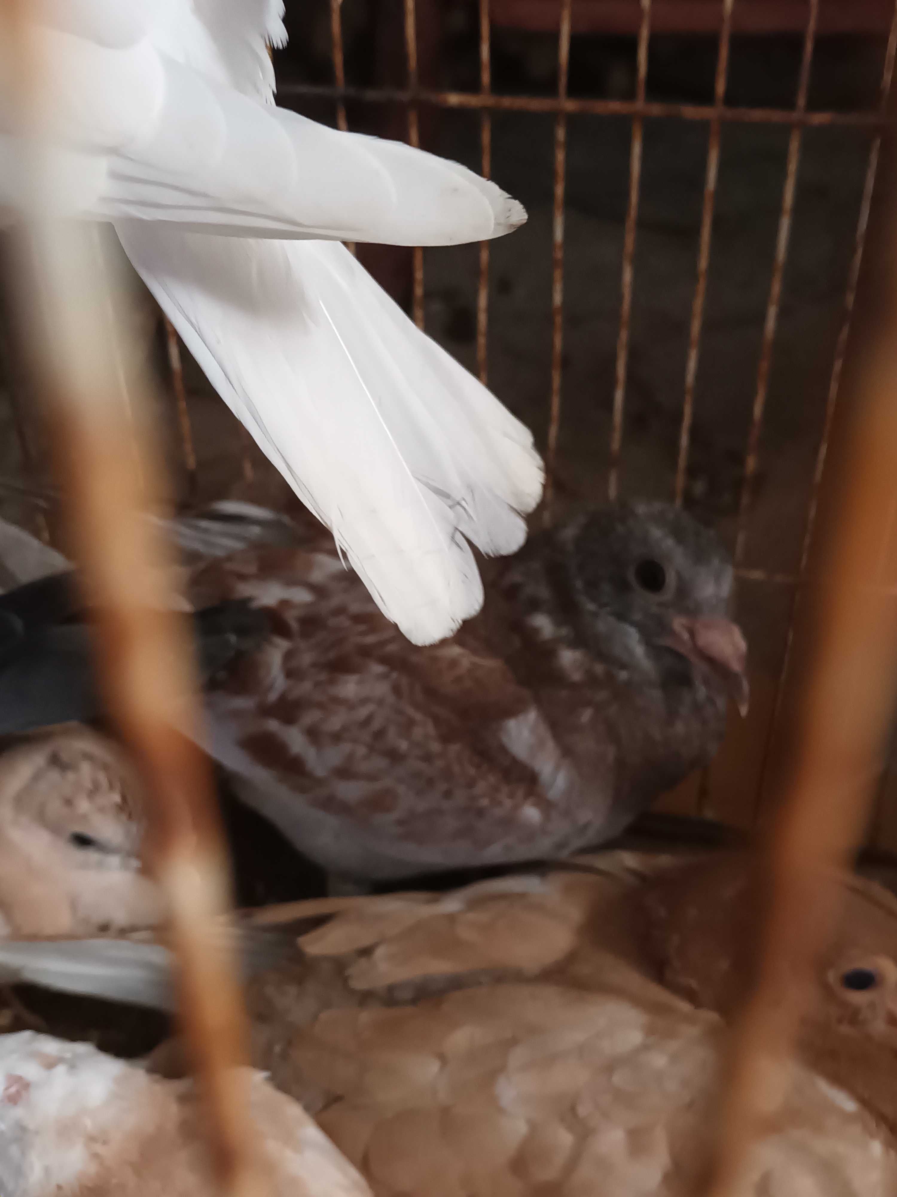 Casal de pombas novinhas borachinhos