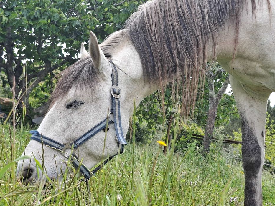 Cruzada lusitano/sorraia para venda ou troco