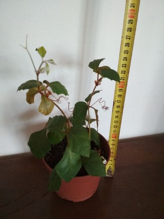 Palma daktylowa cissus anginka