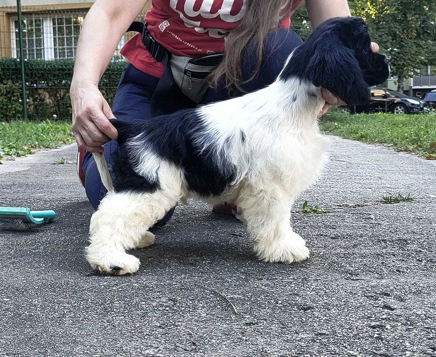 Amerykański cocker spaniel