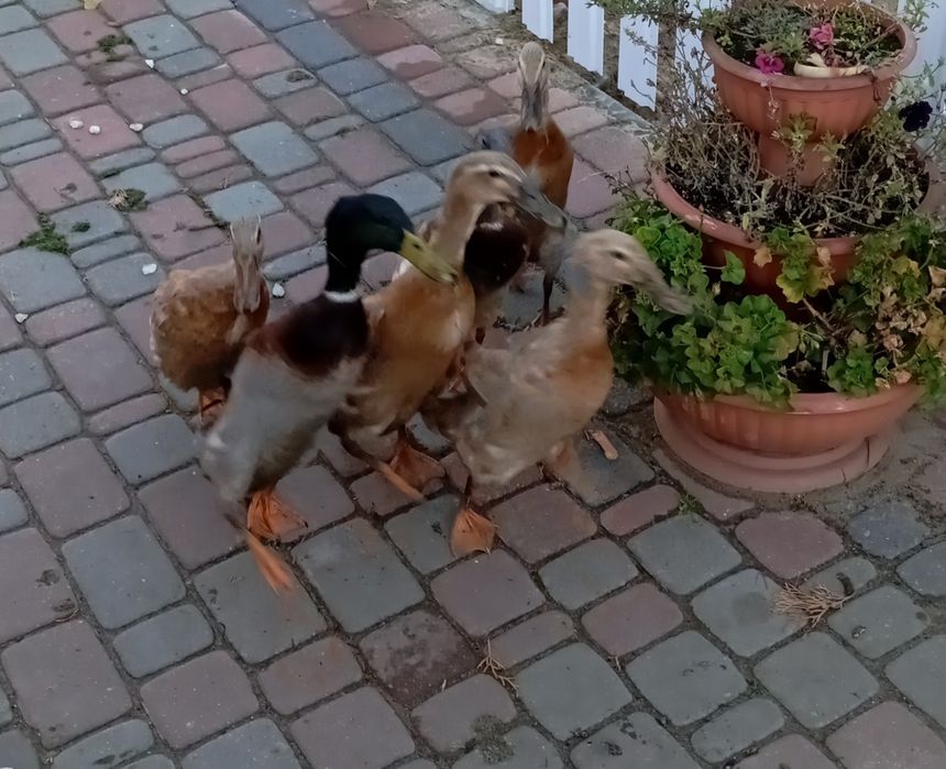 Kaczki biegusy indyjskie oraz koguty