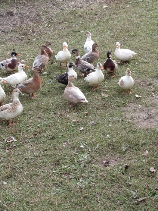 Kaczki call duck kanadyjki