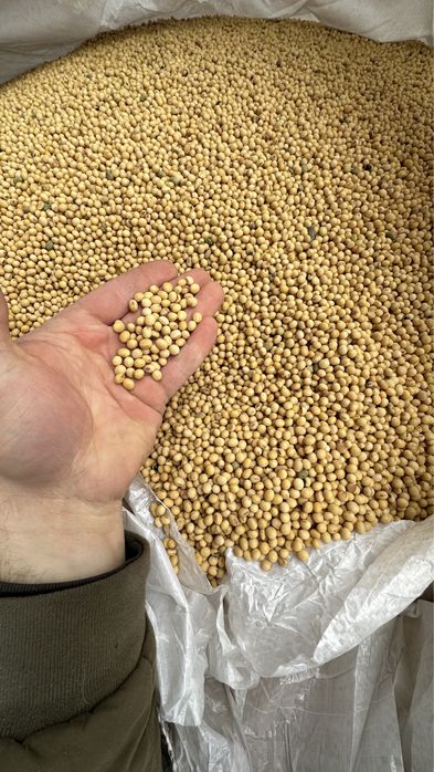 Соя КАНЗАС посівматеріал KANZAS