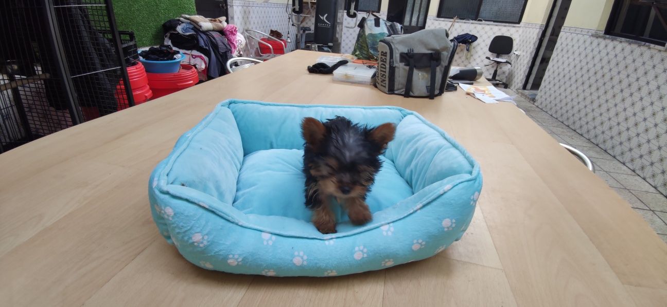 Yorkshire Terrier miniatura criado em ambiente familiar disponível par