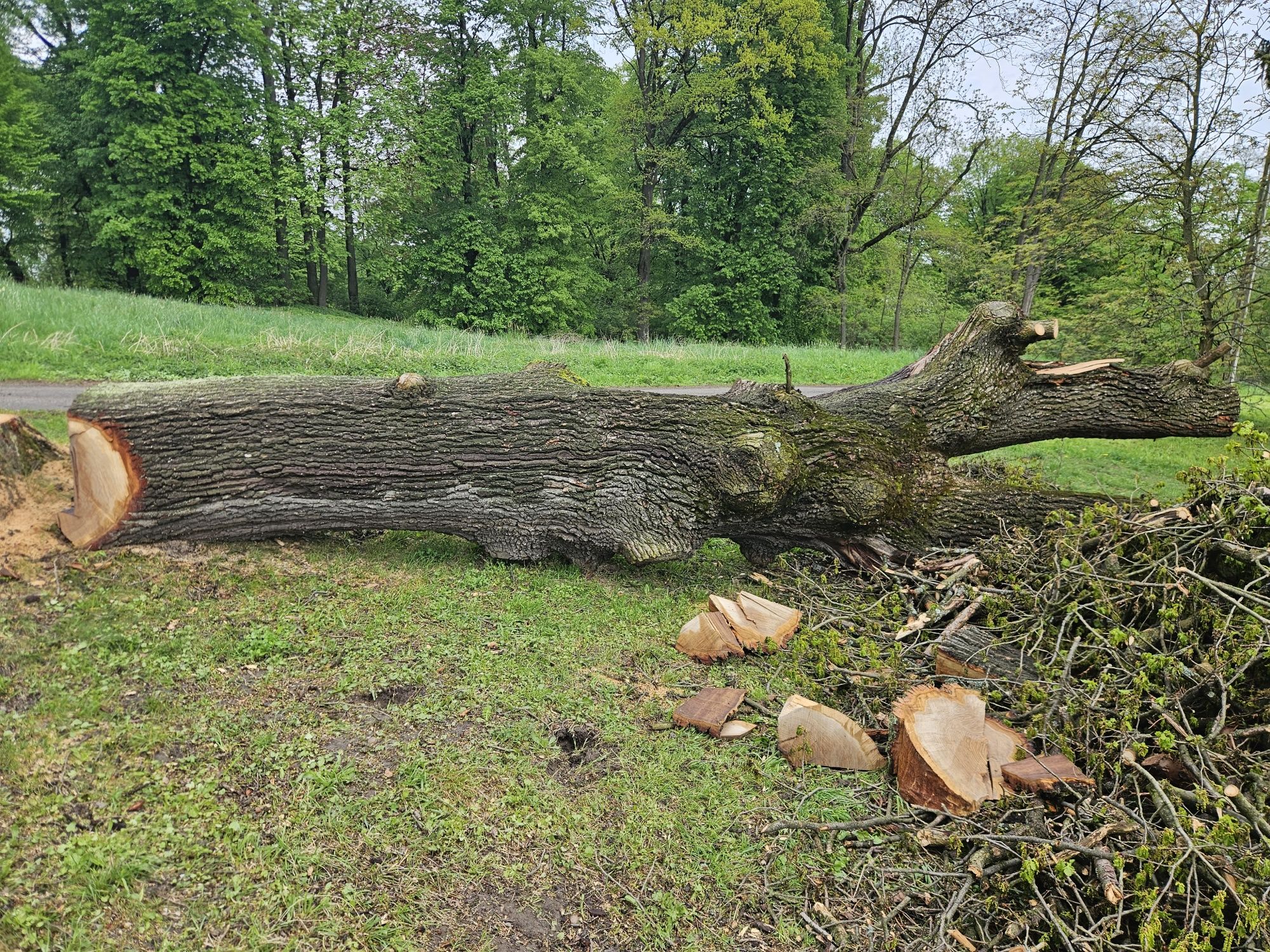 Dąb kłoda dębowa , pień