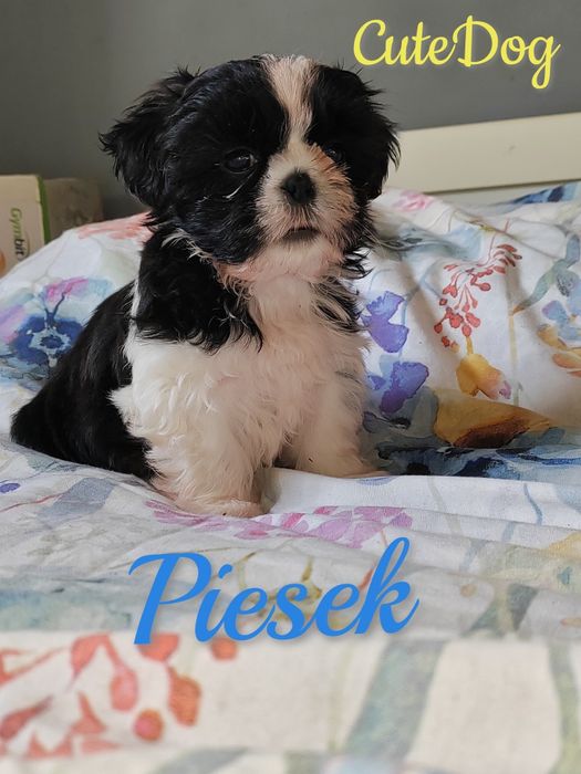 Shih-tzu,  piesek
