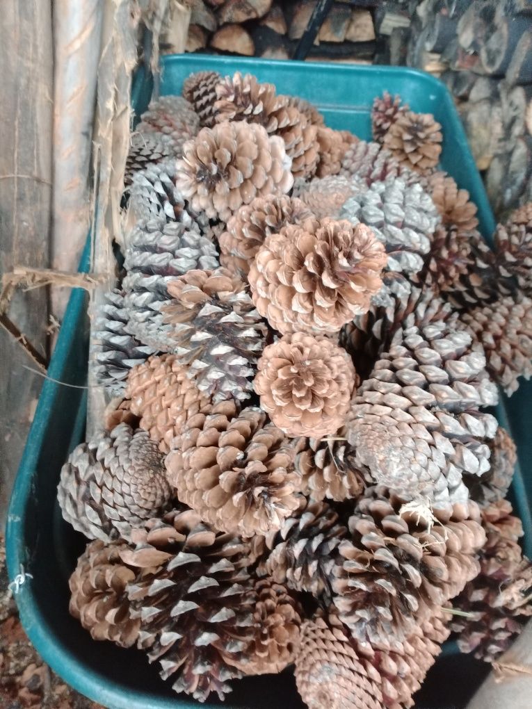 Sacos de pinhas novinhas