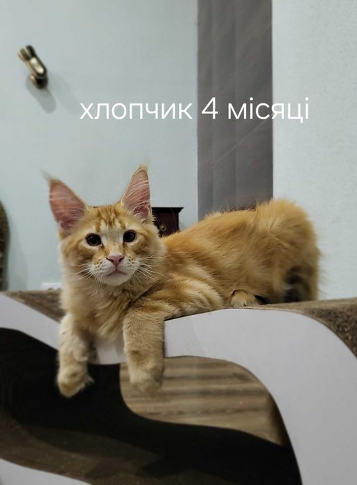 Величні та ніжні мейн-куни