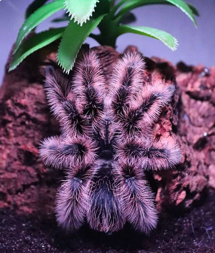 Паук птицеед Brachypelma Albopilosum "Nicaragua" спокойные малыши L2+