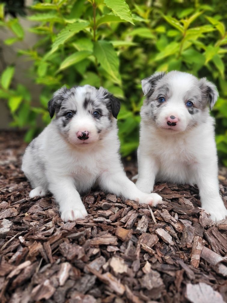 Border Collie Piesek 1 Zaprasza