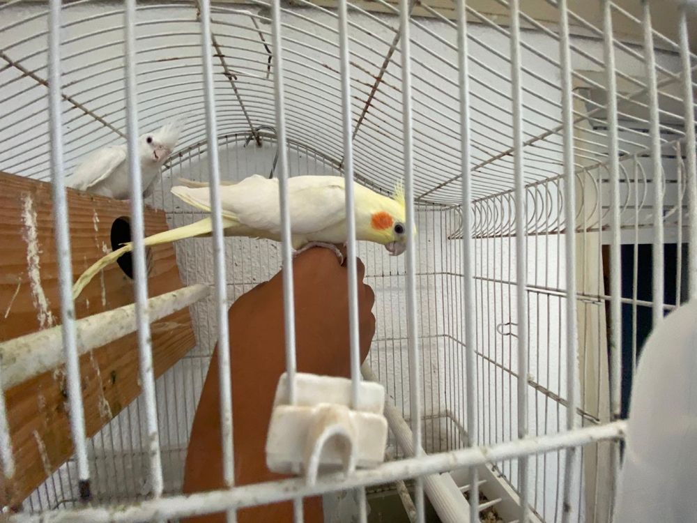 Casal de caturras