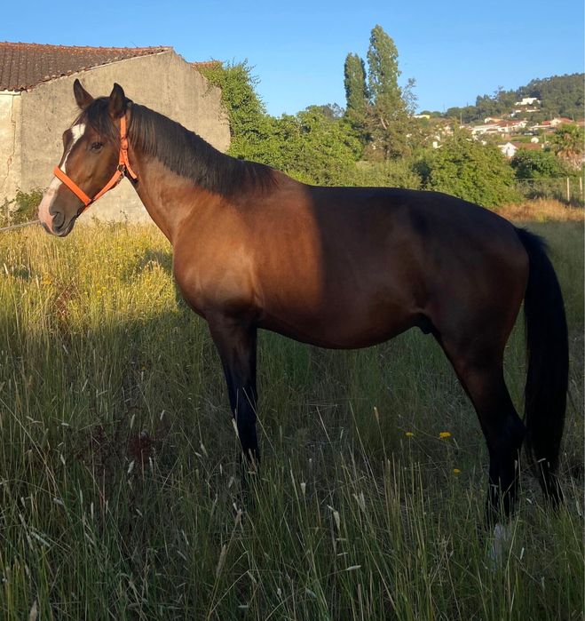 Cavalo cruzado com 6 anos