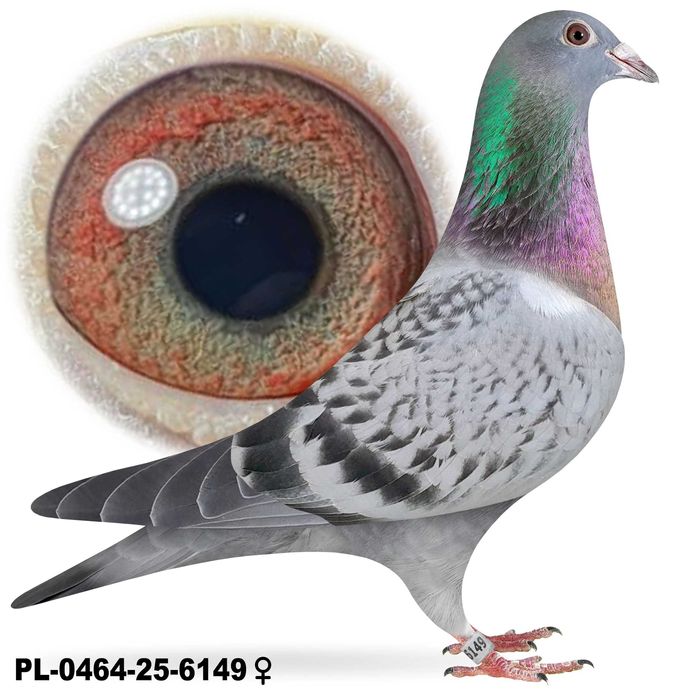 Gołębie pocztowe po Oryg. Hans Hirn Leo Heremans Vandenabeele rodowód