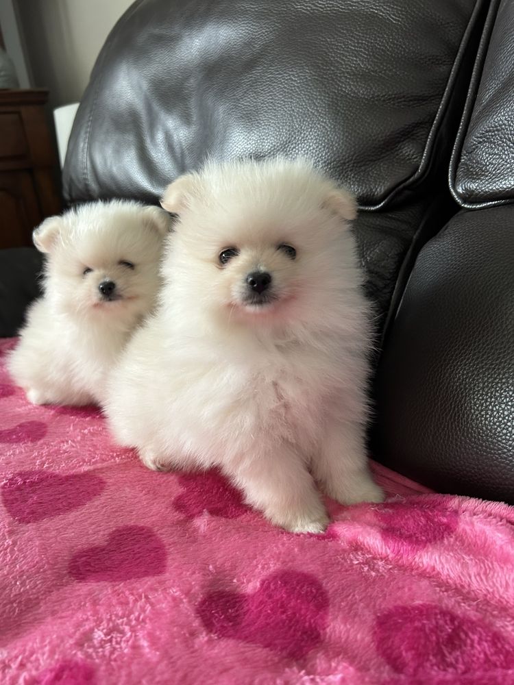Suczka - Szpic miniaturowy pomeranian.