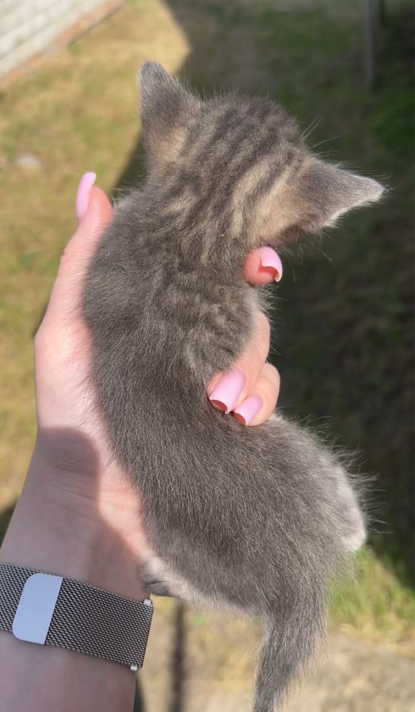 ВІДДАМ кошенят у добрі руки