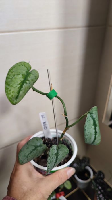 Scindapsus scyndapsus noid