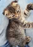 Продам кошенят британська короткошерстна